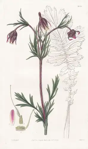 Sieversia triflora. Three-flowered Sieversia. Tab. 2858 - North America Nordamerika / Pflanze Planzen plant pl