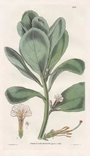 Scaevola koenigii. Shrubby East Indian scaevola. 2732 - Australia / Pflanze Planzen plant plants / flower flow