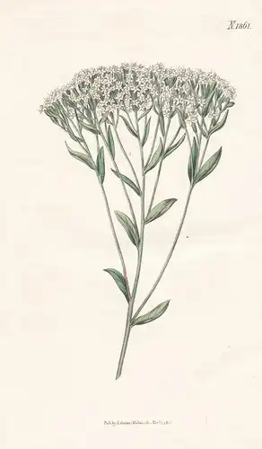Stevia hyssopifolia. Hyssop-leaved stevia. N. 1861 - Mexico / Pflanze Planzen plant plants / flower flowers Bl