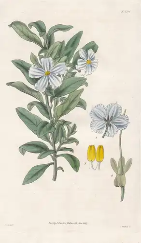 Solanum coriaceum. Coriaceous solanum. 2708 - Mexico Mexiko / Pflanze Planzen plant plants / flower flowers Bl