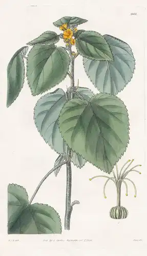 Sida Sessiliflora. Sessilie-flowered Sida. Tab. 2857 - South America Südamerika / Pflanze Planzen plant plants