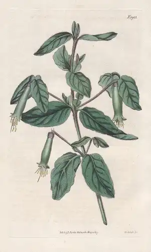 Corraea virens. Green-flowered correa. 1901 - Australia Australien / Pflanze Planzen plant plants / flower flo