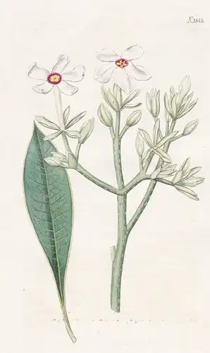 Cerbera Manghas. Spear-Leaved Cerbera. Tab. 1845 - East-Indies / Pflanze Planzen plant plants / flower flowers