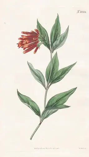 Bouvardia Triphylla. Three-Leaved Bouvardia. Tab. 1854 - Mexico Mexiko / Pflanze Planzen plant plants / flower