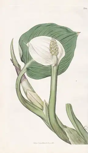 Calla Palustris. Marsh Calla. Tab. 1831 - Pflanze Planzen plant plants / flower flowers Blume Blumen / botanic