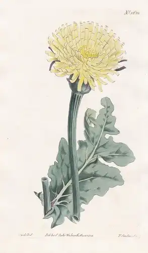 Arnopogon Dalechampii. Great-flowered Sheeps-beard. Tab. 1623 - Pflanze Planzen plant plants / flower flowers