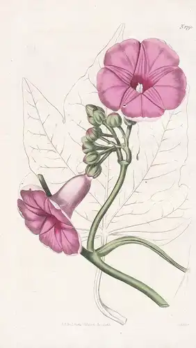 Ipomoea Insignis Magnificent Ipomoia Tab. 1790 - East Indies / Süßkartoffel sweet potato / Pflanze Planzen pla