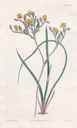 Lophiola aurea. Golden-crested Lophiola. Tab. 1596 - North America Nordamerika / Pflanze Planzen plant plants
