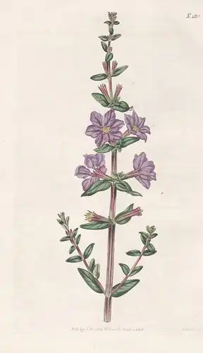 Lythrum Alatum. Hexandrous Lythrum. Tab. 1812 - North America Nordamerika / Pflanze Planzen plant plants / flo