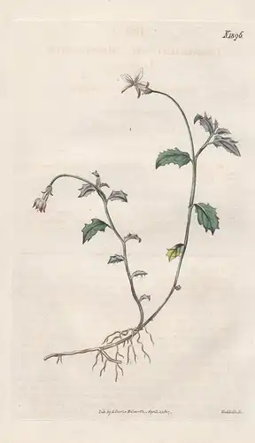 Lobelia ilicifolia. Holly-leaved lobelia. 1896 - South Africa / Pflanze Planzen plant plants / flower flowers