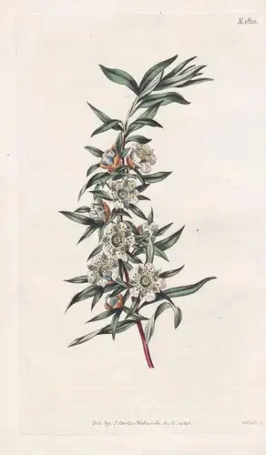 Leptospermum Grandifolium. Large-Leaved South-Sea Myrtle. Tab. 1810 - Australia Australien / Pflanze Planzen p