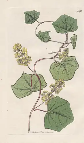Menisperum canadense. Canadian moon-seed. 1910 - North America / Pflanze Planzen plant plants / flower flowers