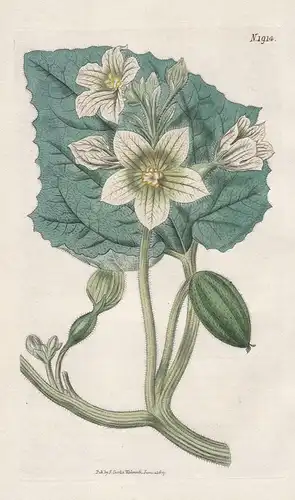 Momordica elaterium. Squirting cucumber. 1914 - South Africa / Pflanze Planzen plant plants / flower flowers B