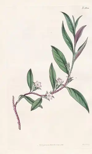 Myoporum Debile. Procument Myoporum. Tab. 1830 - Australia Australien / Pflanze Planzen plant plants / flower