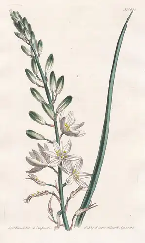 Phalangium liliago major. Larger grass-leaved Phalangium. Tab. 1635 - Pflanze Planzen plant plants / flower fl