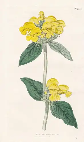 Philomis Fruticosa. Larger Shrubby Phlomis, or Jerusalem Sage. Tab. 1843 - Pflanze Planzen plant plants / flow