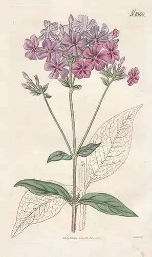 Phlox acuminata. Cross-leaved phlox, or lychnidea. 1880 - North America / Pflanze Planzen plant plants / flowe