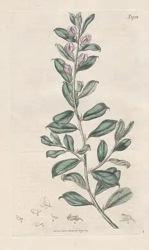 Podalyria sericea. Silky podalyria. 1923 - South Africa / Pflanze Planzen plant plants / flower flowers Blume