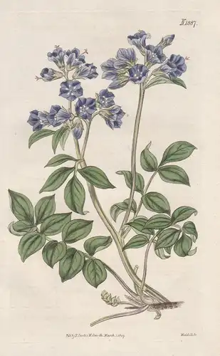 Polemonium reptans. Creeping Greek valerian. 1887 - North America / Pflanze Planzen plant plants / flower flow