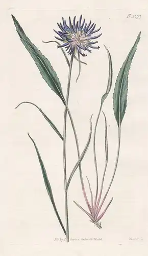 Phyteume Scheuchzeri. Scheuchzer's Rampion. Tab. 1797 - Pflanze Planzen plant plants / flower flowers Blume Bl