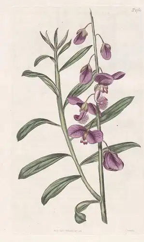 Polygala Speciosa. Shewy Milk-Wort. Tab. 1780 - South Africa Südafrika / Pflanze Planzen plant plants / flower