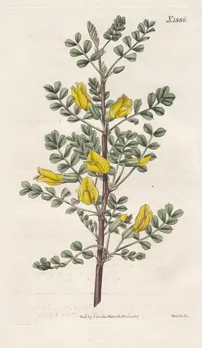 Robinia caragana arenaria. Sand robinia, or pea-tree. 1886 -  Siberia Sibirien / Pflanze Planzen plant plants