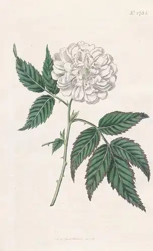 Rubus Rosaefolius Coronarius. Double Rose-Leaved Bramble. Tab. 1783 - Pflanze Planzen plant plants / flower fl