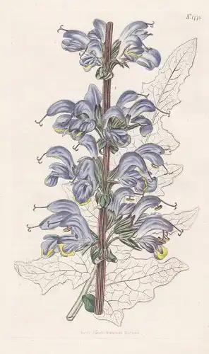 Salvia Bicolor. Two-coloured Sage. Tab. 1773 - Salbei / Barbary / Pflanze Planzen plant plants / flower flower