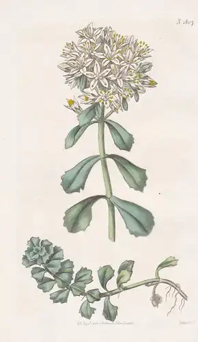 Sedum Oppositifolium. Opposite-Leaved Sedum. Tab. 1807 - Caucasus Kaukasus / Pflanze Planzen plant plants / fl