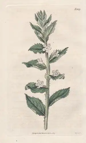 Spielmannia africana. Ilex-leaved spielmannia. 1899 - South Africa / Pflanze Planzen plant plants / flower flo