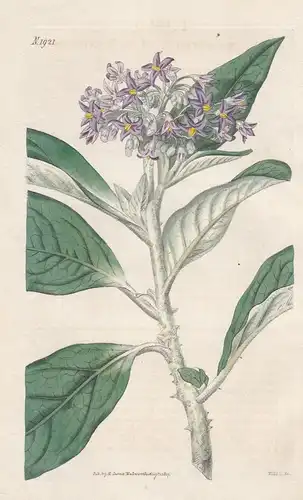 Solanum giganteum. Tall nightshade. 1921 - South Africa / Pflanze Planzen plant plants / flower flowers Blume