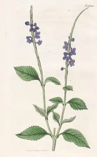 Stachytarpheta Urticifolia. Nettle-leaved Bastard Vervain. Tab. 1848 - Pflanze Planzen plant plants / flower f