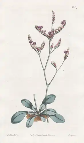 Statice Spathulata. Spatula-leaved sea-lavender. Tab. 1617 - Barbary / Pflanze Planzen plant plants / flower f