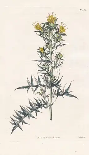 Stobea Pinnata. Carthamus-Like Stobea. Tab. 1788 - South Africa Südafrika / Pflanze Planzen plant plants / flo