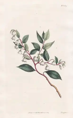 Vaccinium diffusum. Shining-leaved whortle-beery. Tab. 1607 - Carolina / Pflanze Planzen plant plants / flower