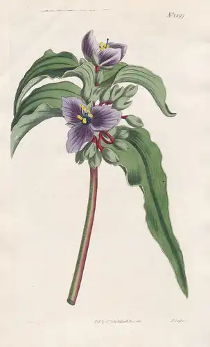 Tradescantia subaspera. Lyon's new spiderwort. Tab. 1597 - North America Nordamerika / Pflanze Planzen plant p