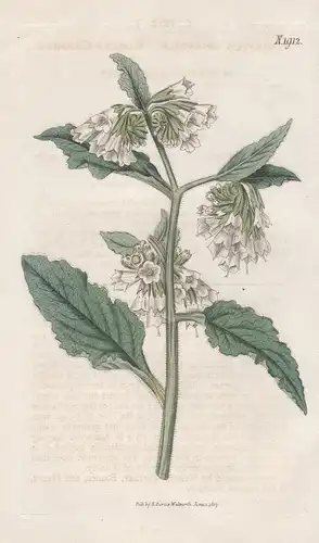 Symphytum orientale. Eastern comfrey. 1912 - Turkey Türkei / Pflanze Planzen plant plants / flower flowers Blu