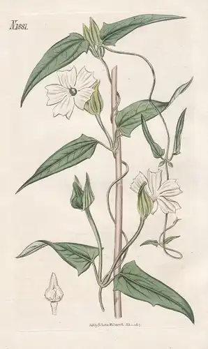 Thunbergia fragrans. Twinning thunbergia. 1881 - East Indies / Pflanze Planzen plant plants / flower flowers B