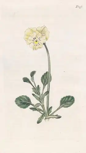 Viola Altaica. Tartarian Heart's-Ease. Tab. 1776 - Veilchen / Siberia Sibieren / Pflanze Planzen plant plants