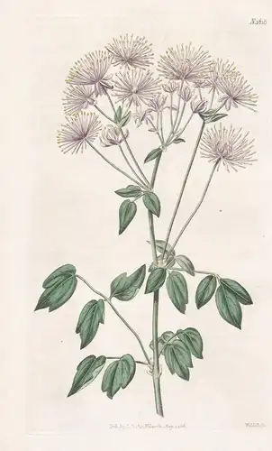 Thalictrum Aquilegifolium. Columbine-Leaved Meadow-Rue. Tab. 1818 - Pflanze Planzen plant plants / flower flow