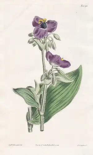 Tradescantia crassifolia. Tuberous-rooted spiderwort. Tab. 1598 - Mexico Mexiko / Pflanze Planzen plant plants