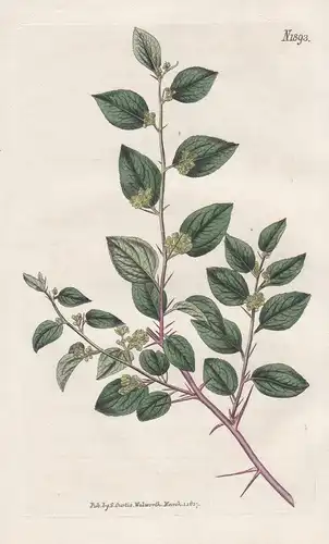Zizyphus paliurus. Christ's thorn. 1893 - Carolina / Pflanze Planzen plant plants / flower flowers Blume Blume