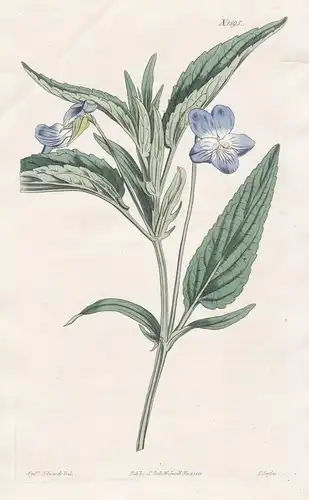 Viola montana. Mountain violet. Tab. 1595 - Siberia Sibirien / Veilchen / Pflanze Planzen plant plants / flowe