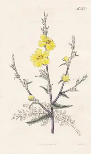 Verbascum Bipinnatifidum. Cut-Leaved Mullein. Tab. 1777 - Caucasus Kaukasus / Pflanze Planzen plant plants / f