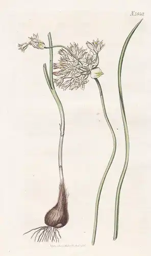 Allium Stellatum. White Missouri Garlick. Tab. 1840 - North America Nordamerika / Pflanze Planzen plant plants