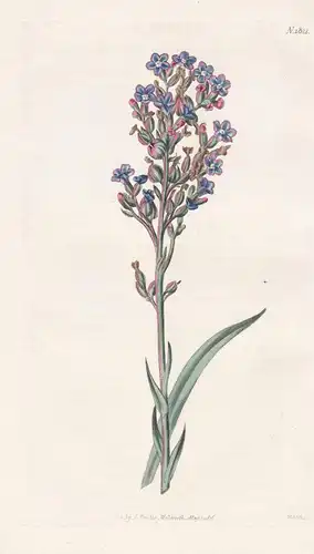 Anchusa Capensis. Cape Bugloss. Tab. 1822 - South Africa Südamerika / Pflanze Planzen plant plants / flower fl