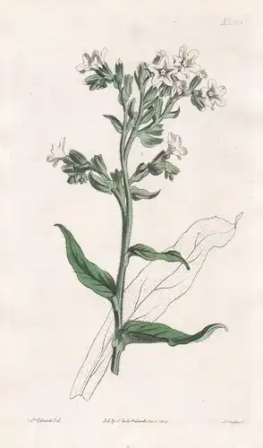 Anchusa ochroleuca. Pale-flowered Alkanet. Tab. 1608 - Caucasus Kaukasus / Pflanze Planzen plant plants / flow