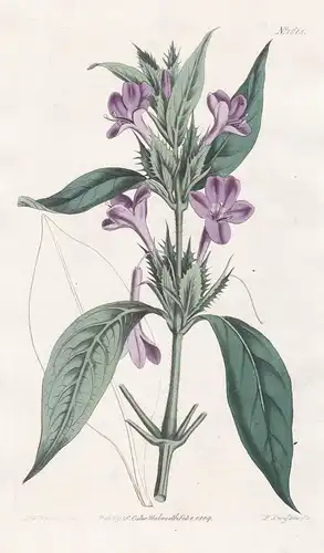 Barleria Cristata. Crested Barleria. Tab. 1615 - East Indies / Pflanze Planzen plant plants / flower flowers B