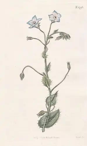 Borago Laxiflora. Bell-Flowered Borage. Tab. 1798 - Corse Corsica Korsika / Pflanze Planzen plant plants / flo