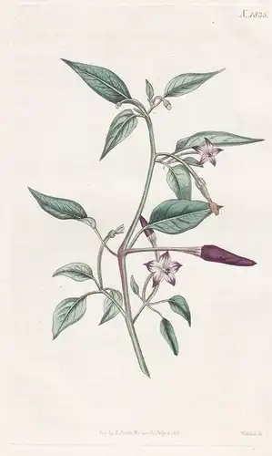 Capsicum Bicolor. Dark-Fruited Capsicum. Tab. 1835 - West Indies / Pflanze Planzen plant plants / flower flowe